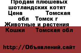 Продам плюшевых шотландских котят › Цена ­ 5 000 - Томская обл., Томск г. Животные и растения » Кошки   . Томская обл.